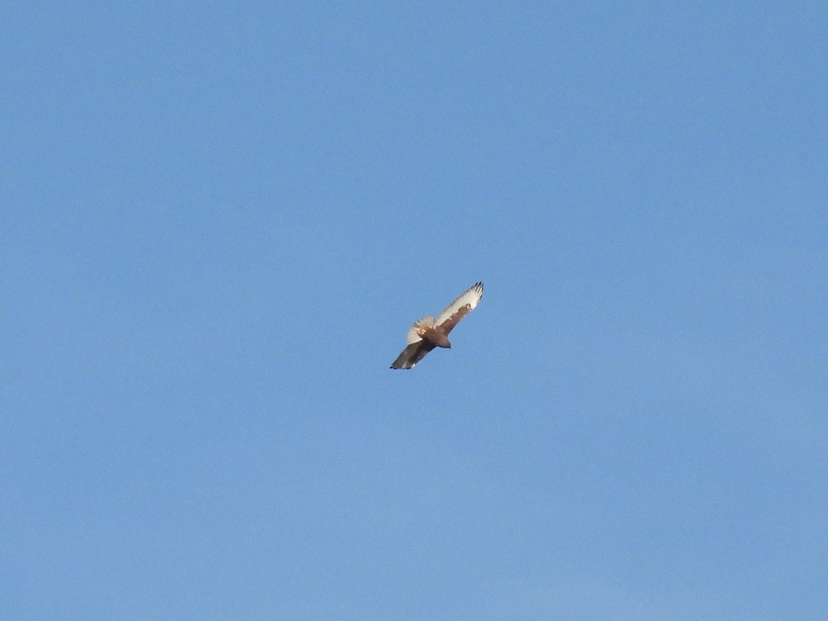 Ferruginous Hawk - ML646711614