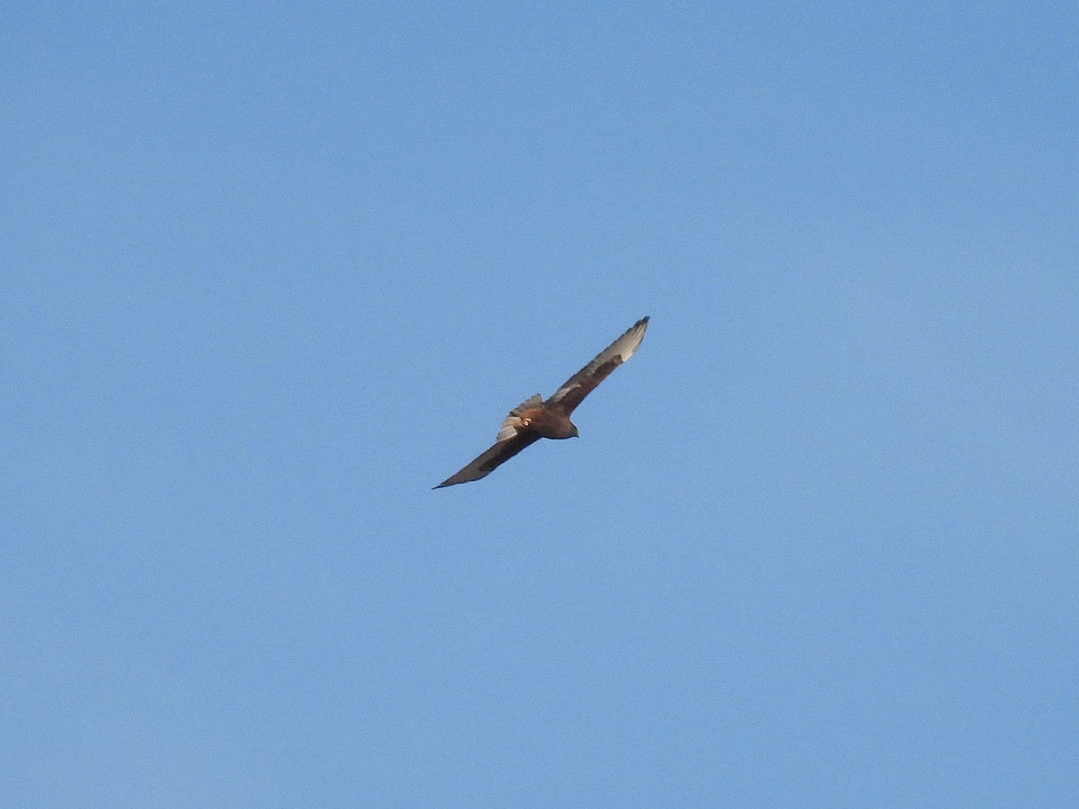 Ferruginous Hawk - ML646711615