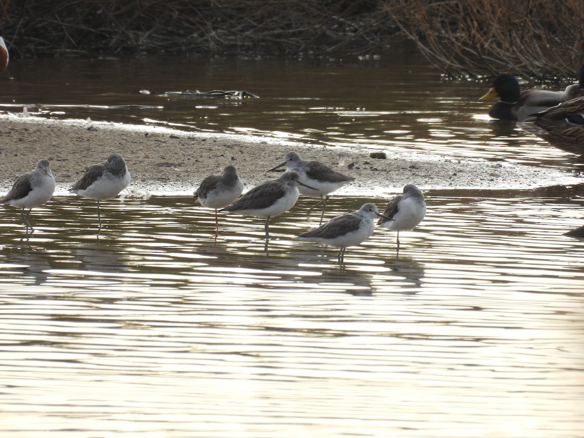 vodouš šedý - ML646711616