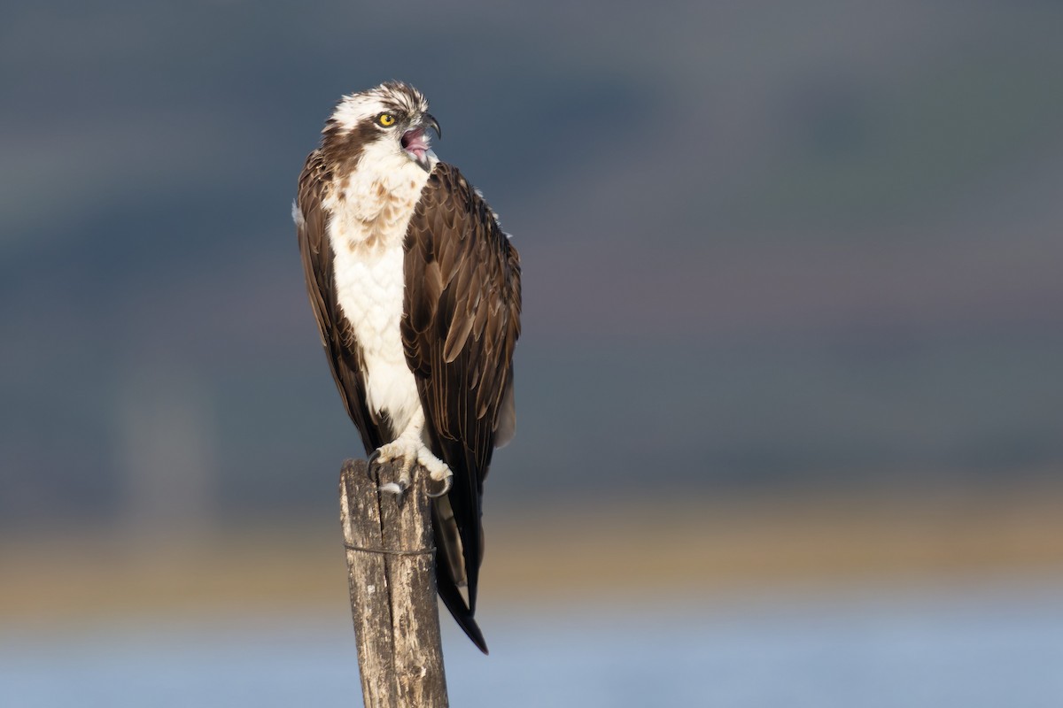 Osprey - ML646711617