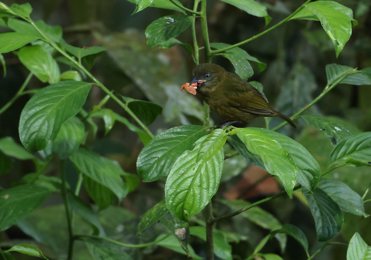 Ochre-breasted Tanager - ML646711618