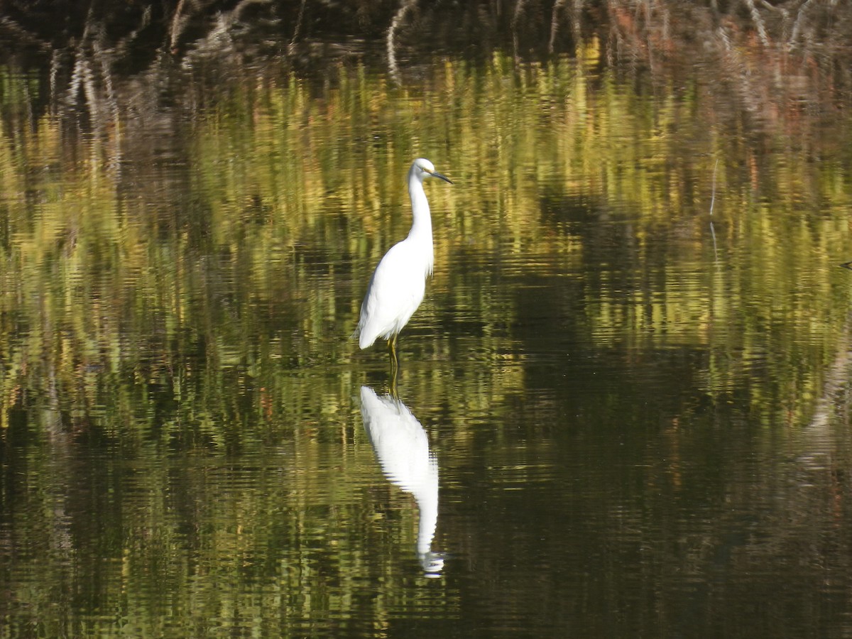 Snowy Egret - ML646711619