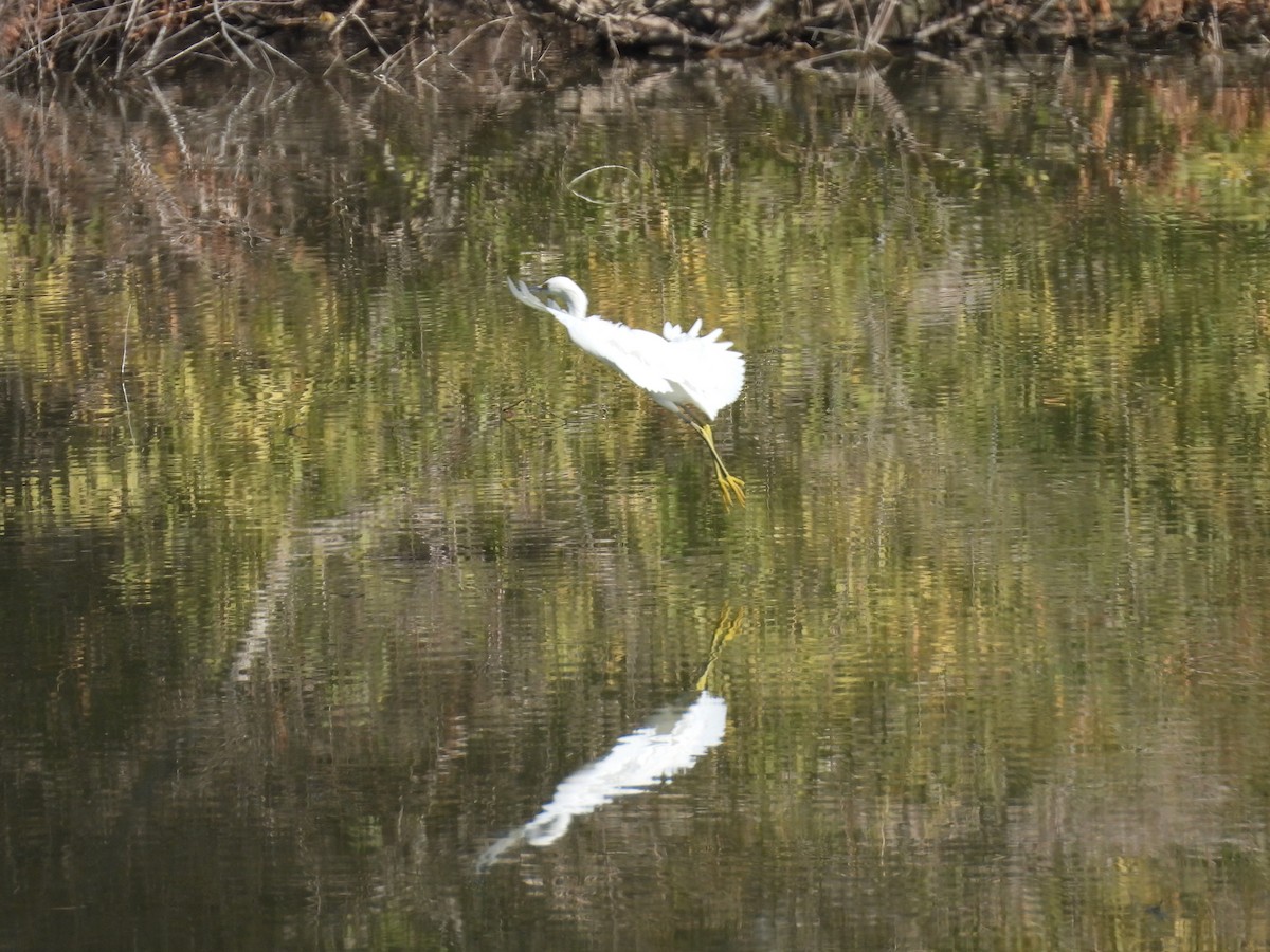 Snowy Egret - ML646711620