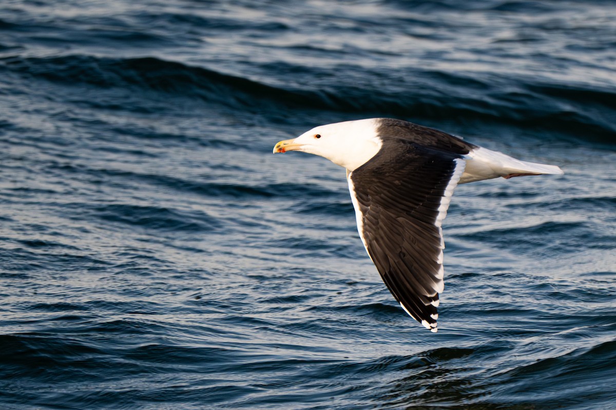 Great Black-backed Gull - ML646711621