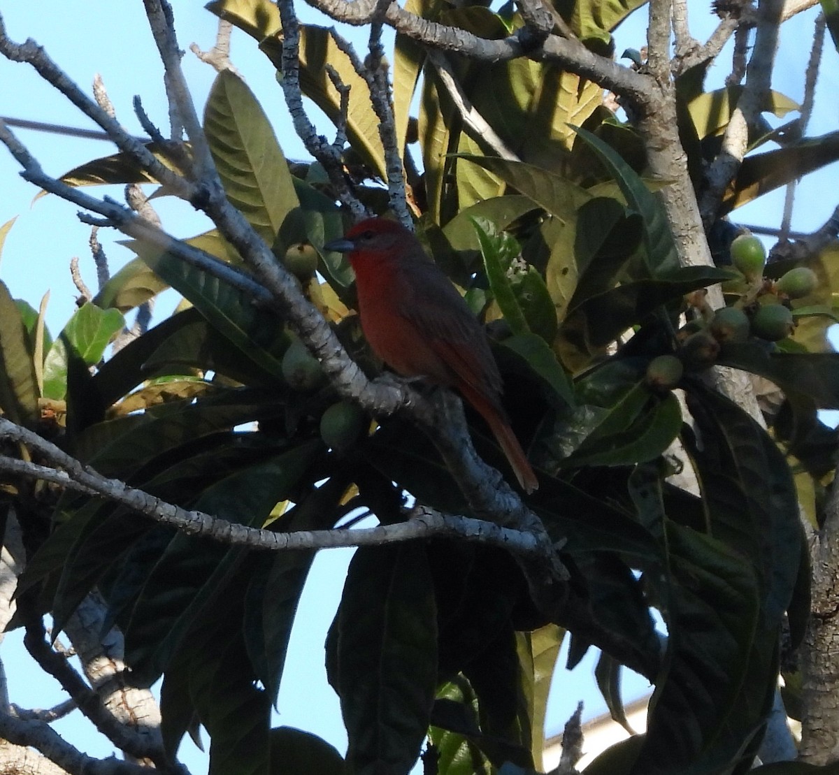 Piranga Bermeja (Hepática) - ML646711622