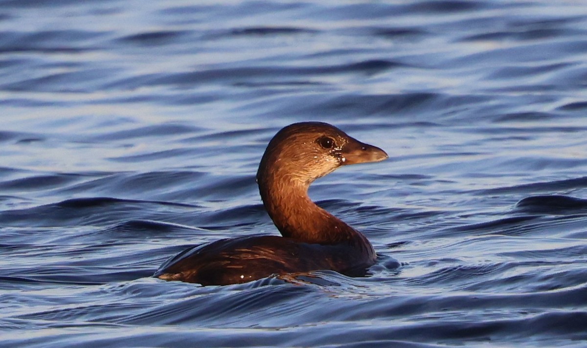 Pied-billed Grebe - ML646711624