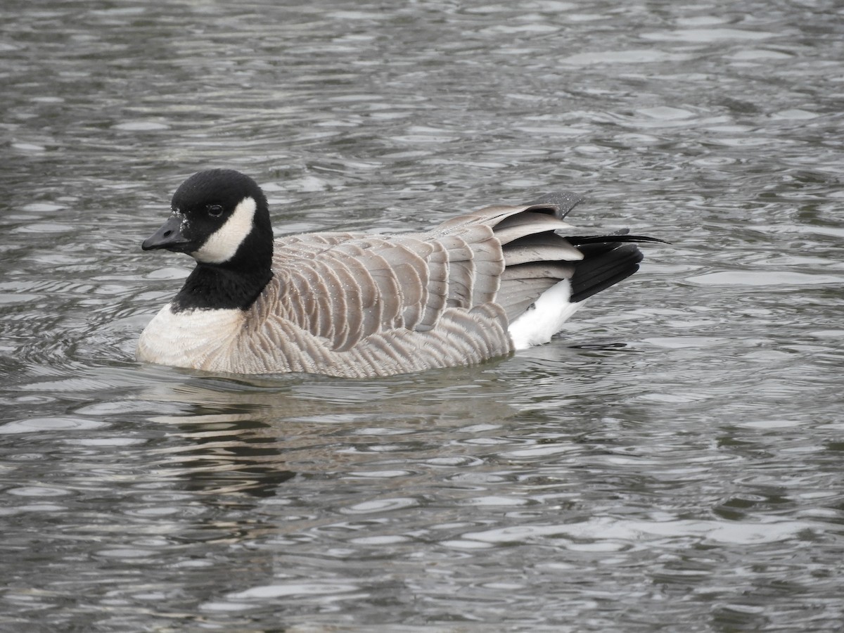 Cackling Goose (Richardson's) - ML646711628