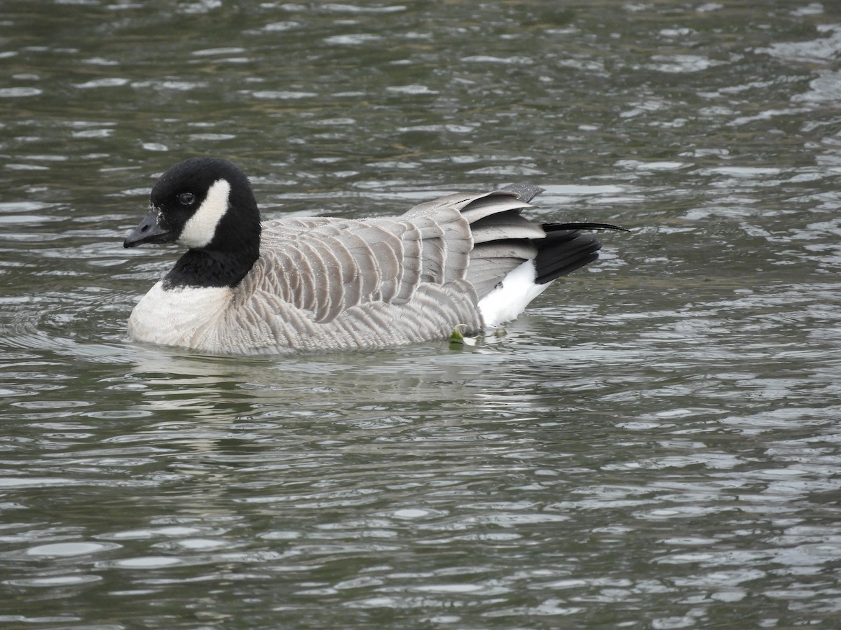 Cackling Goose (Richardson's) - ML646711629