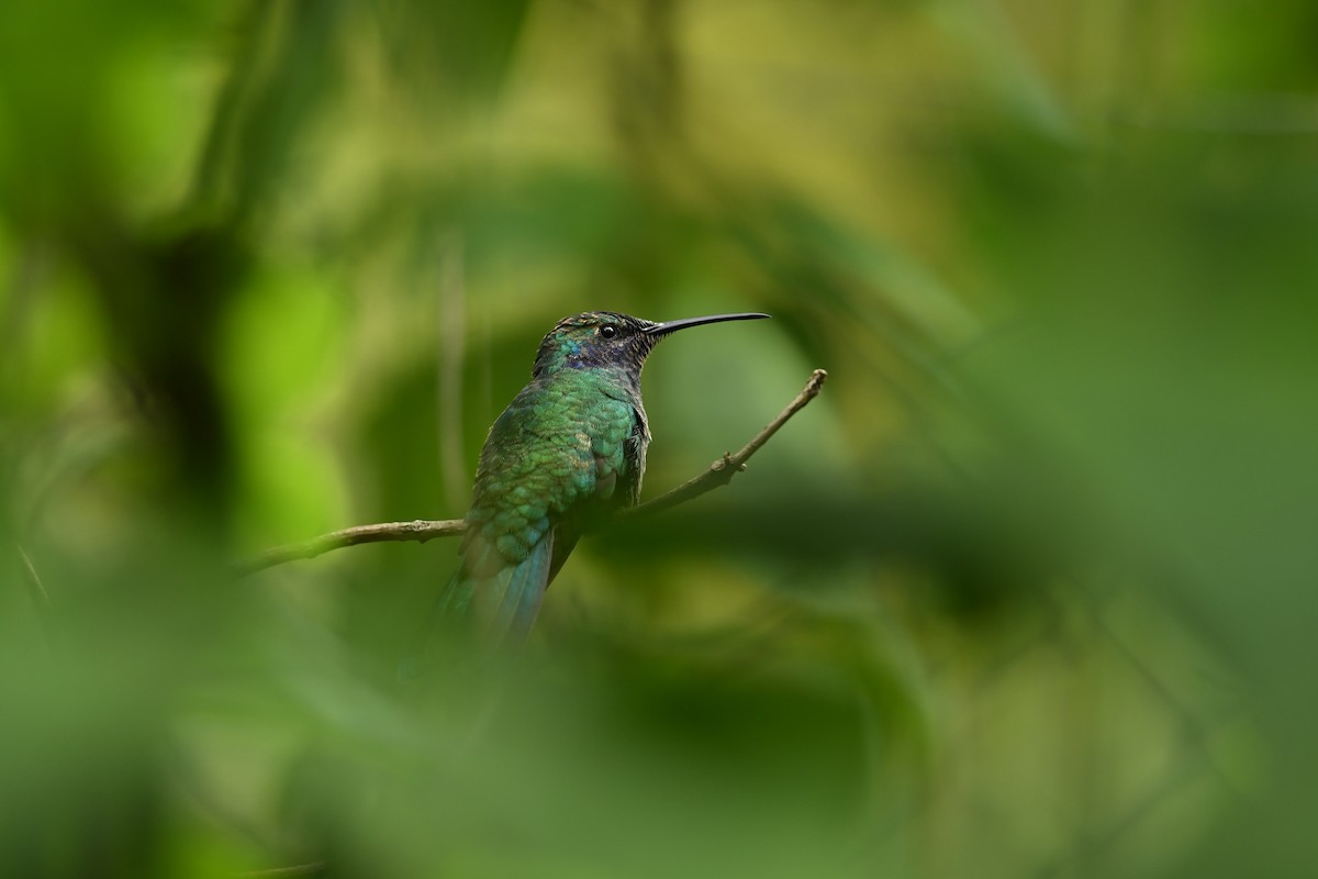 Sparkling Violetear - ML646711630