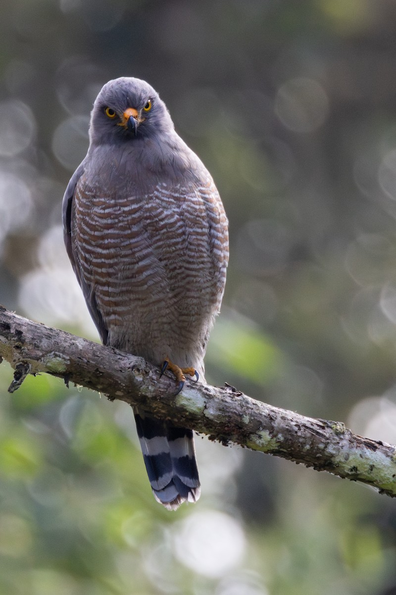 Roadside Hawk - ML646711632