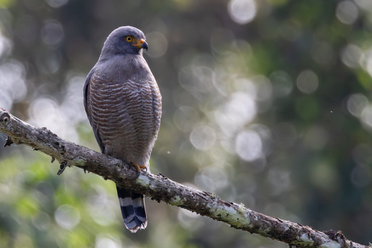Roadside Hawk - ML646711633