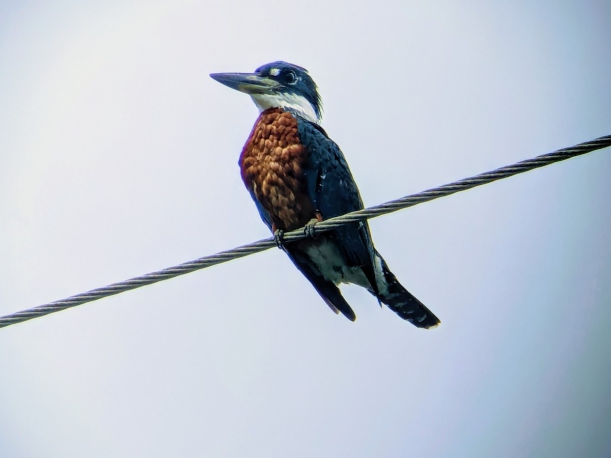 Ringed Kingfisher - ML646711634