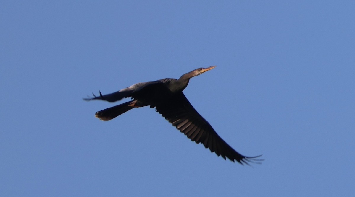 Anhinga - ML646711635