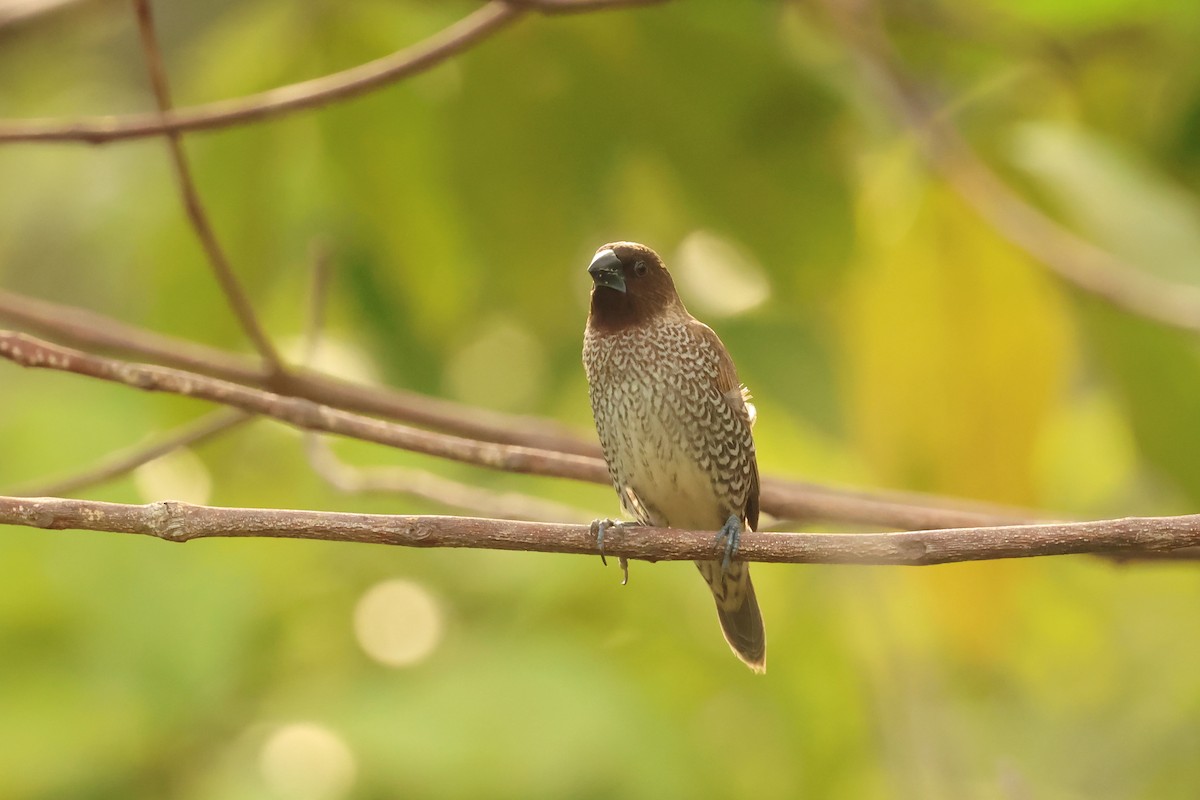 Scaly-breasted Munia - ML646711637