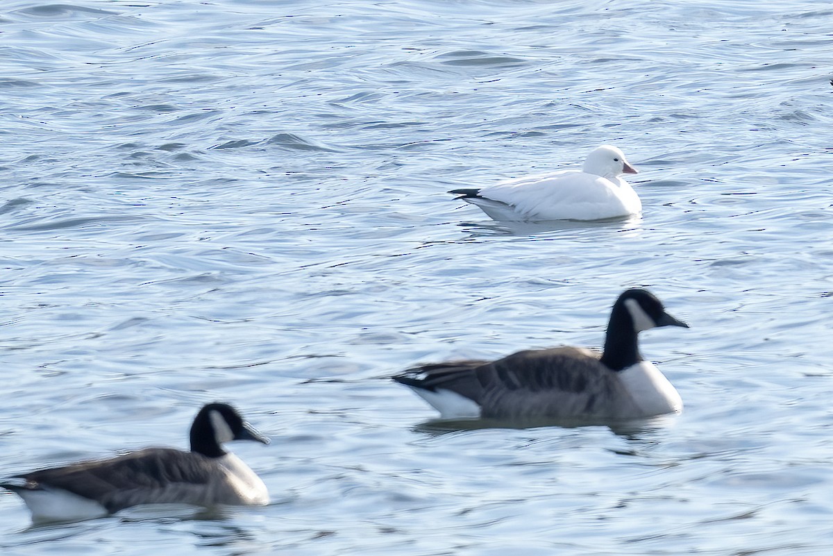 Ross's Goose - ML646711642