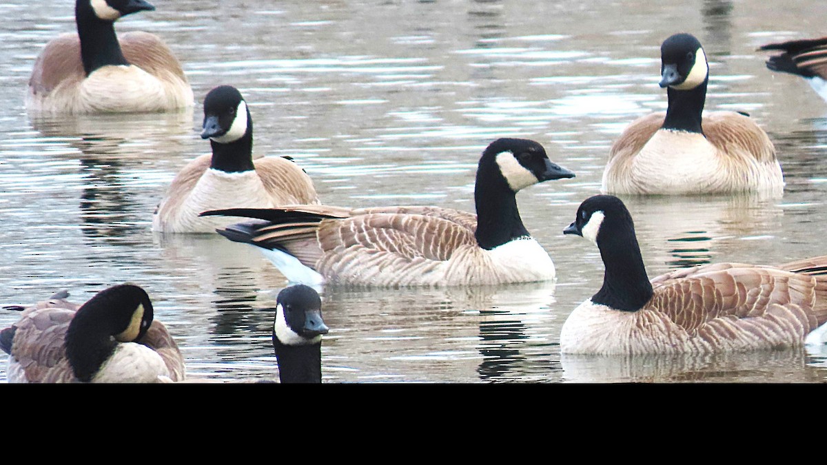 Cackling Goose - ML646711645