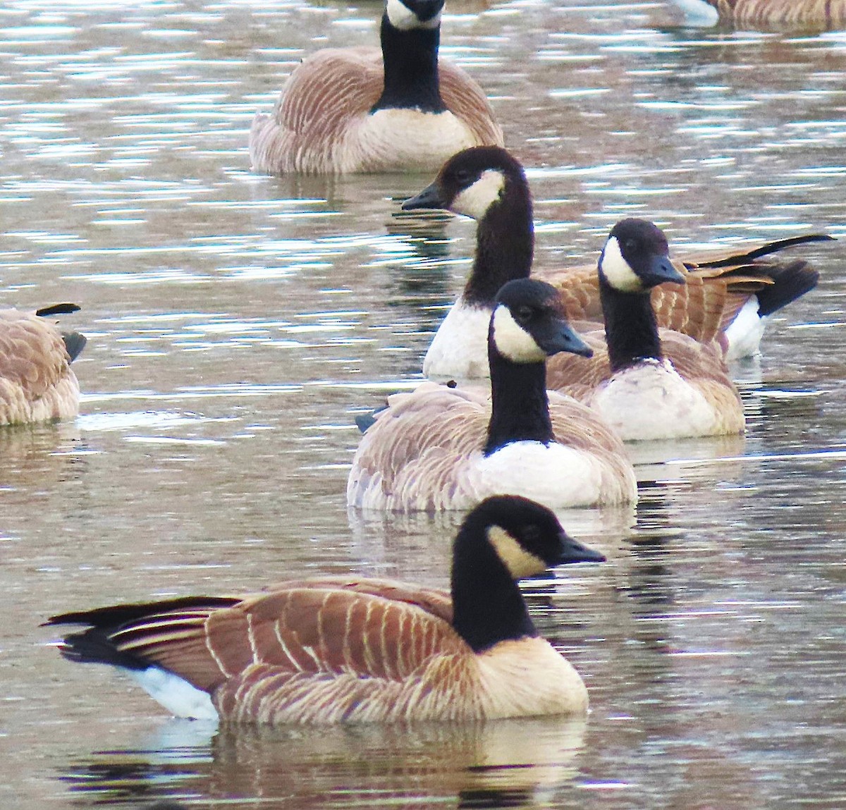 Cackling Goose - ML646711646