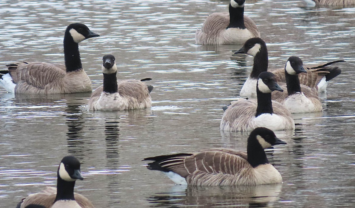 Cackling Goose - ML646711647