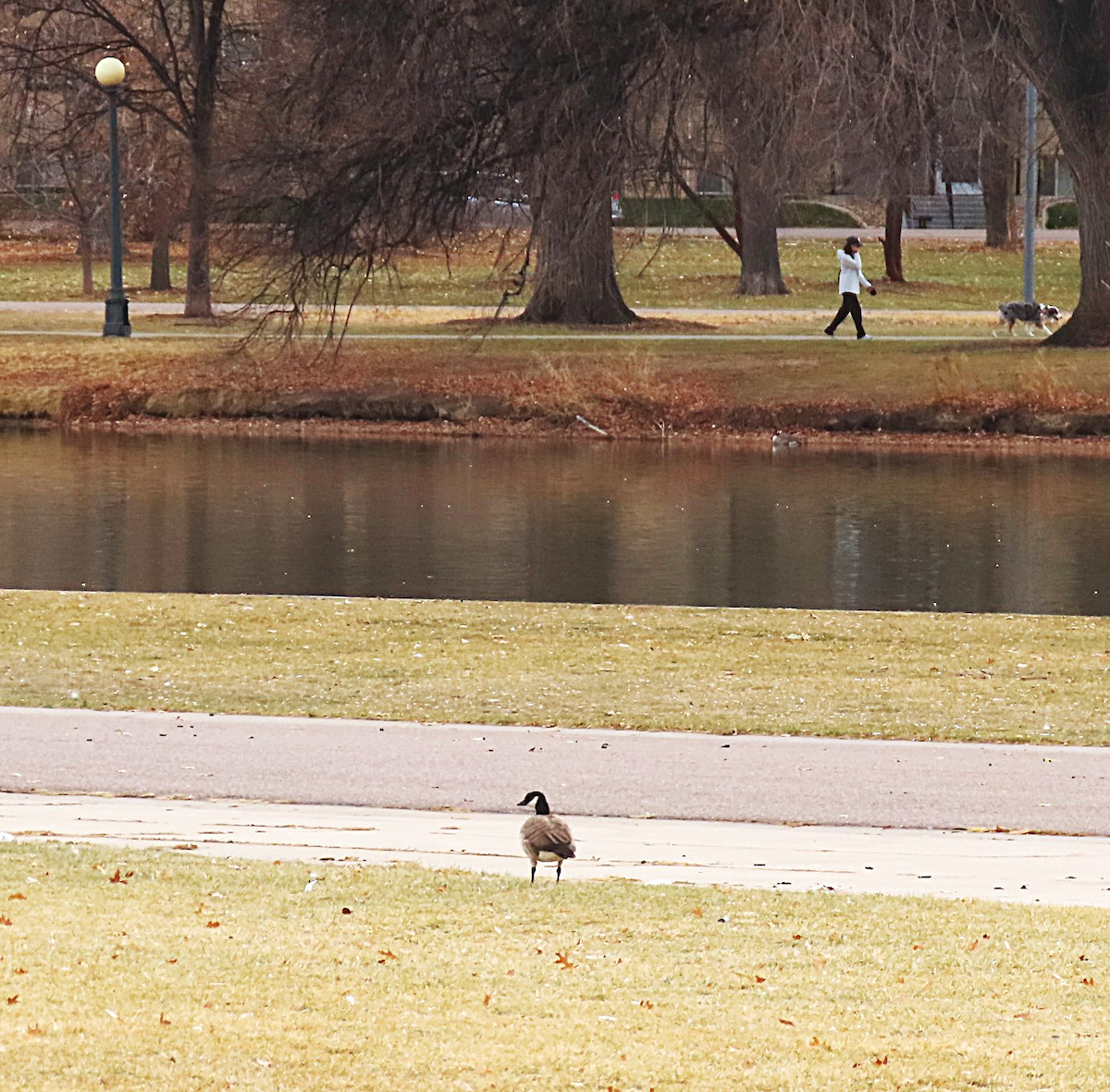 Cackling Goose - ML646711648