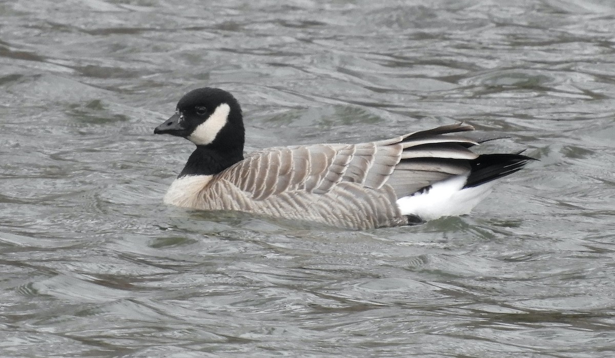 Cackling Goose (Richardson's) - ML646711652