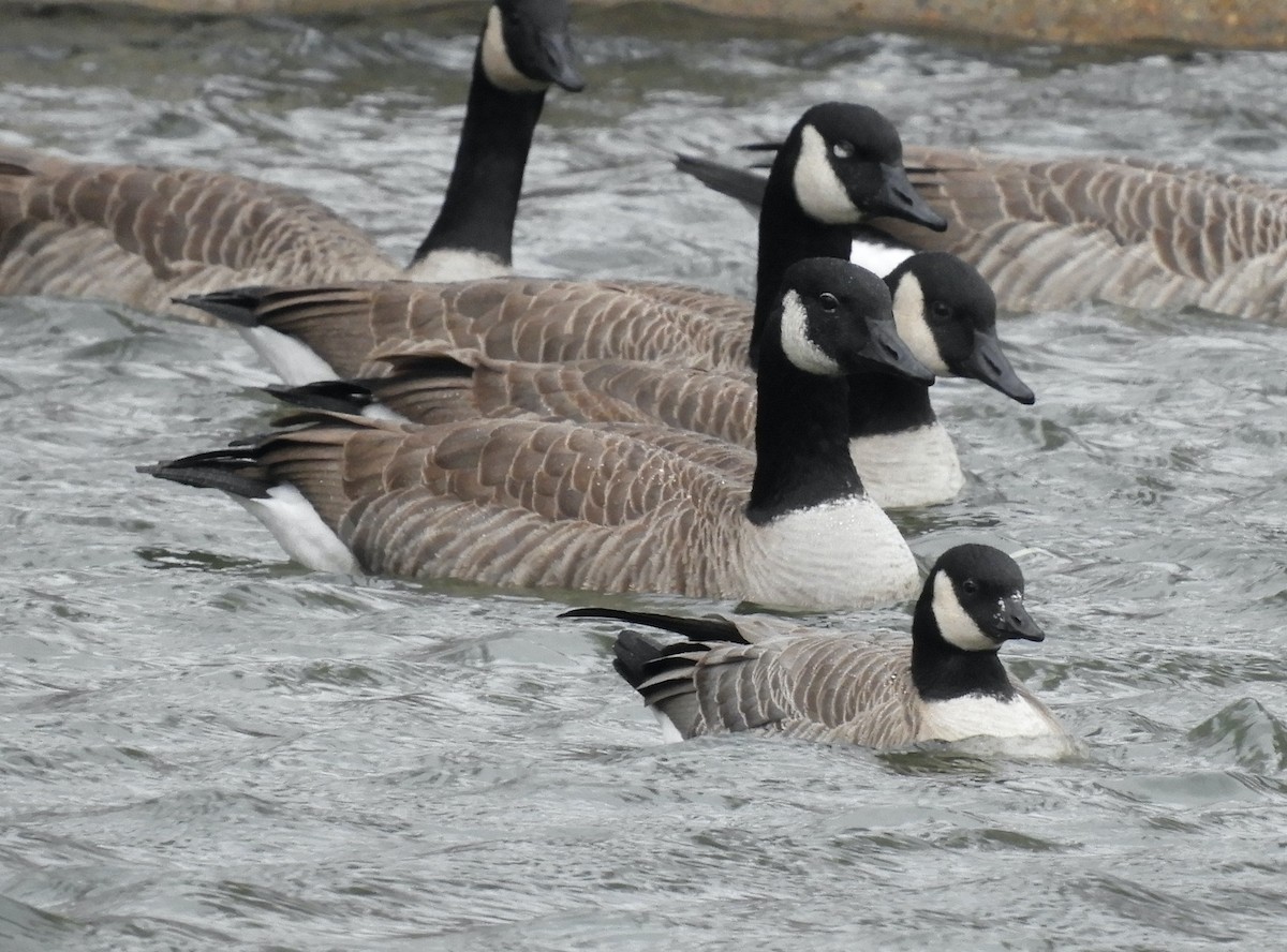 Cackling Goose (Richardson's) - ML646711653