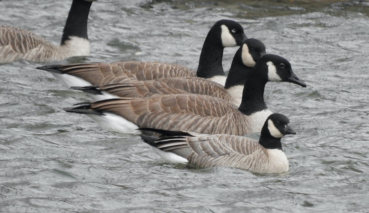 Cackling Goose (Richardson's) - ML646711654