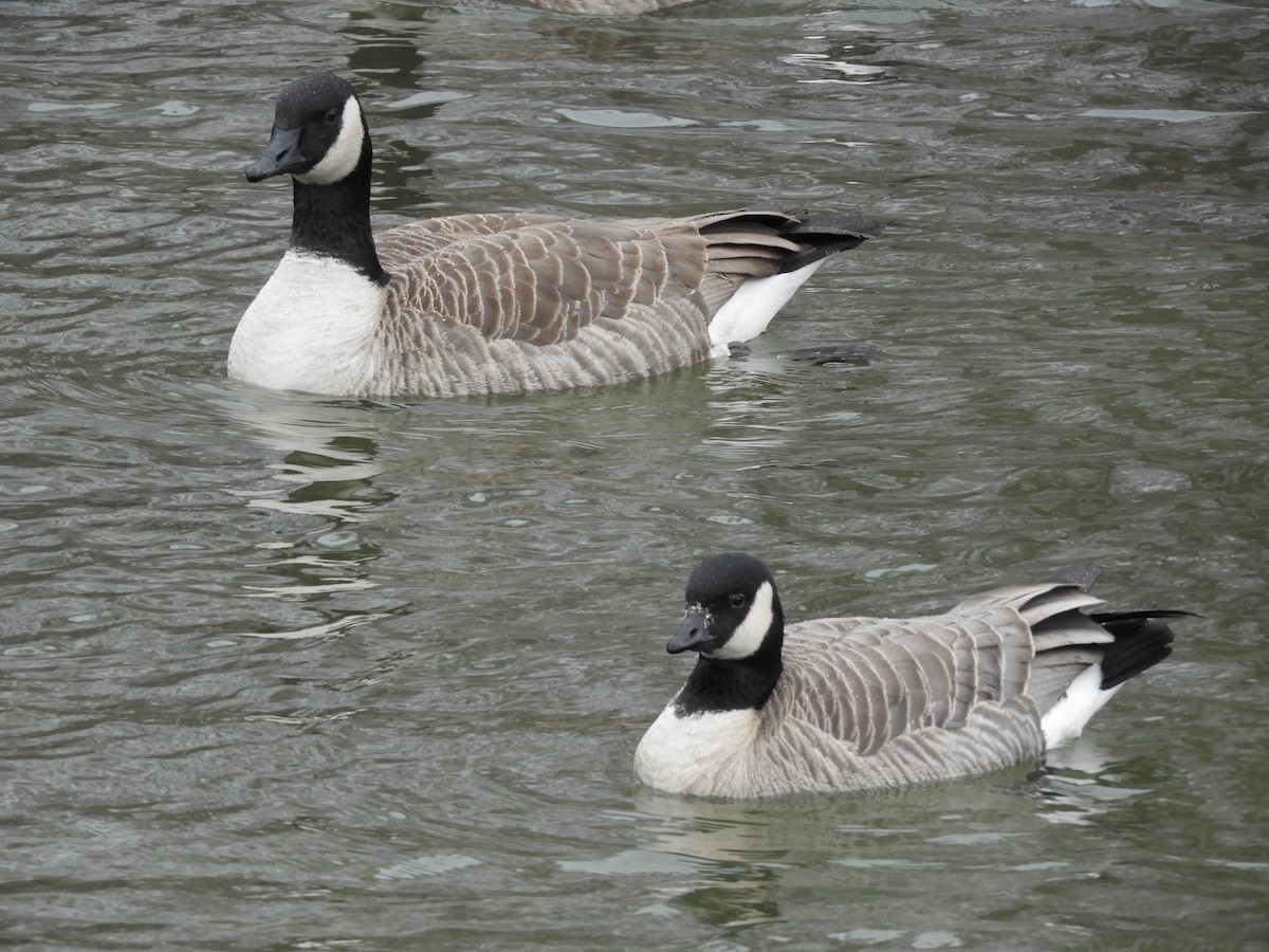 Малая канадская казарка (hutchinsii) - ML646711655