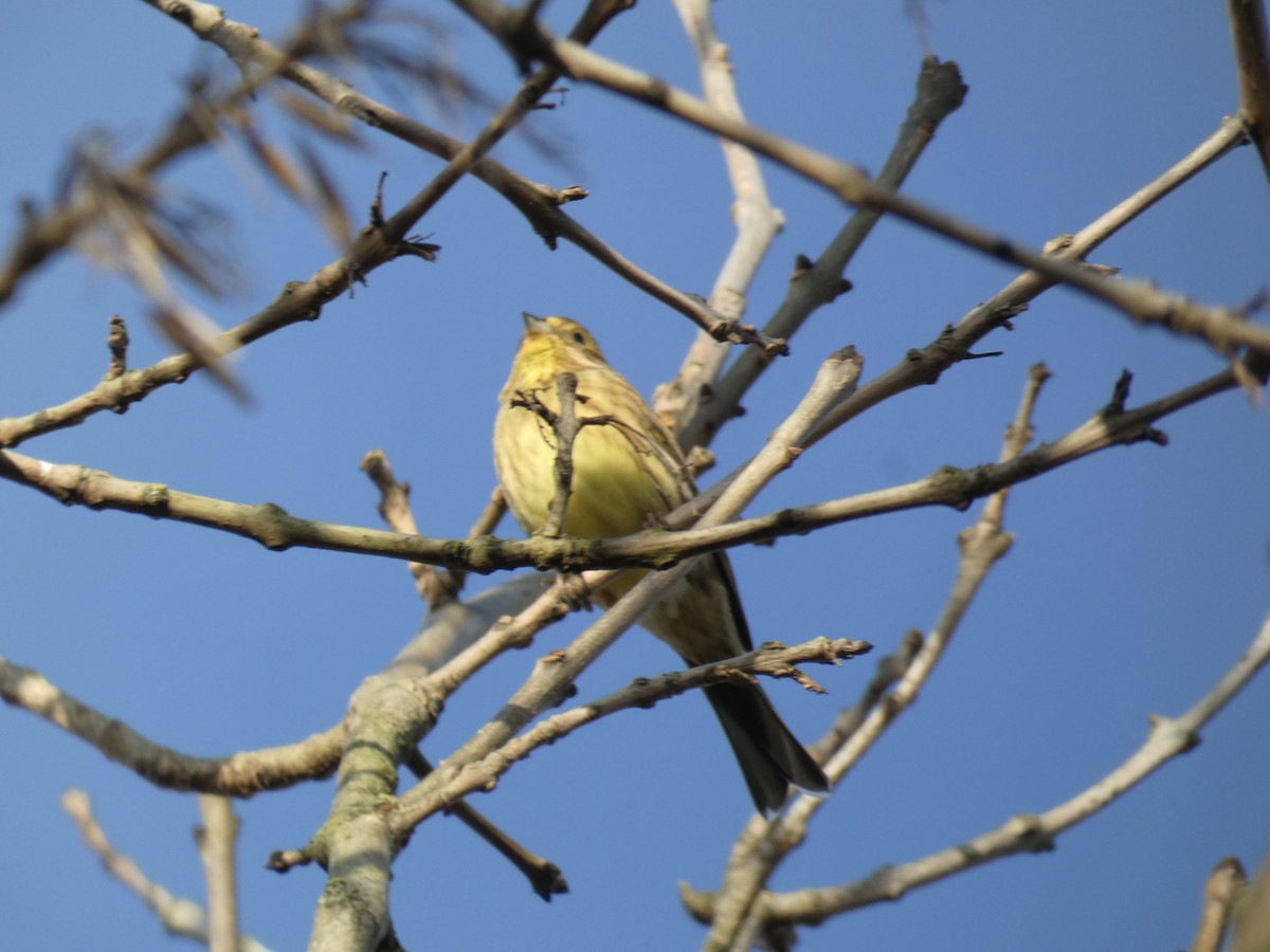 Escribano Cerillo - ML646711656