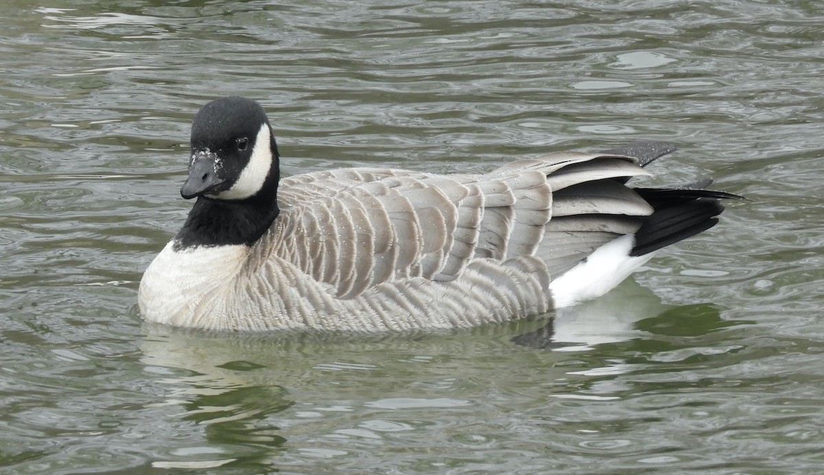 Малая канадская казарка (hutchinsii) - ML646711657