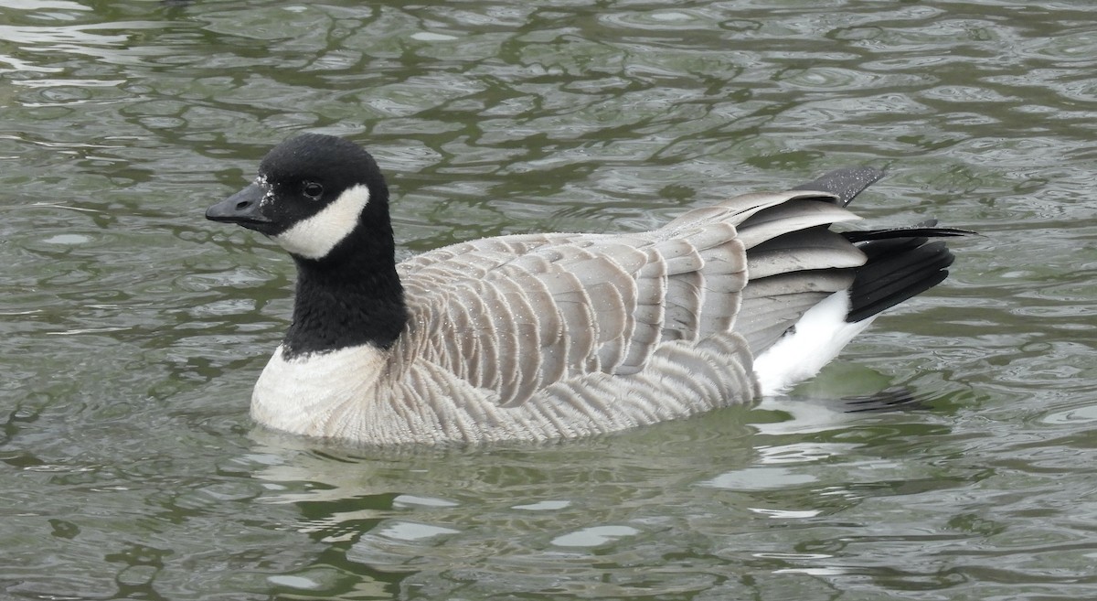 Малая канадская казарка (hutchinsii) - ML646711658