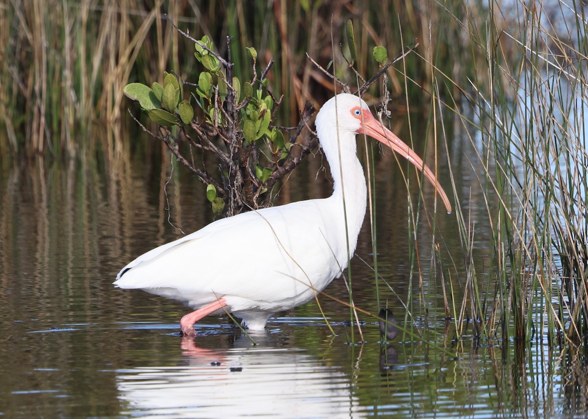 White Ibis - ML646711659