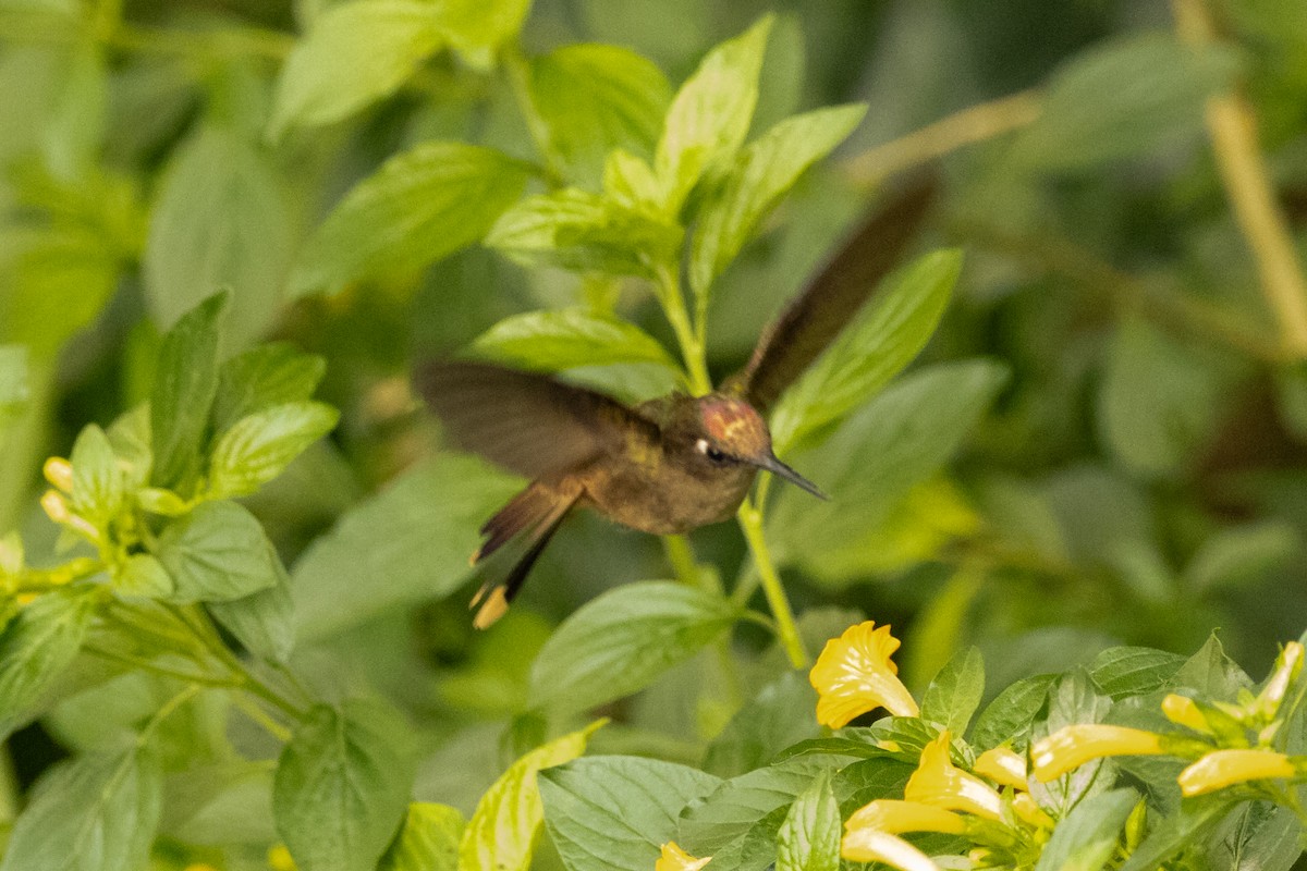 Blassstirnkolibri - ML646711664