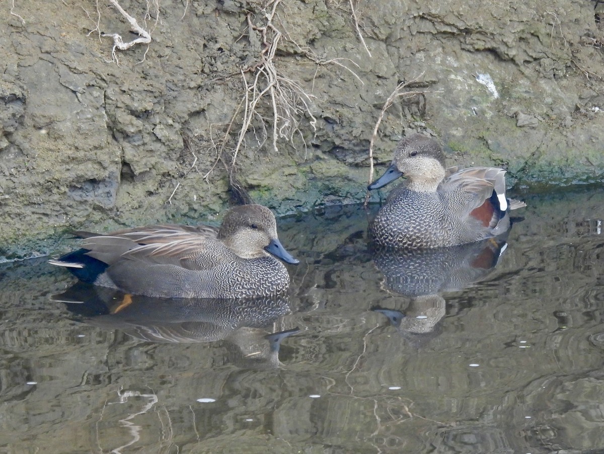 Серая утка - ML646711665