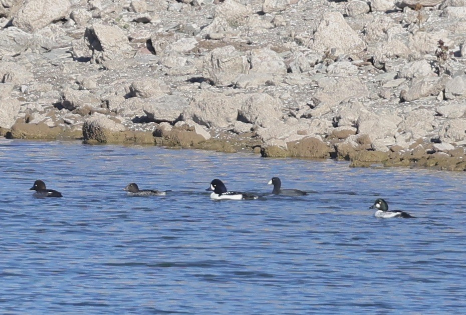 İzlanda Altıngözü - ML646711666