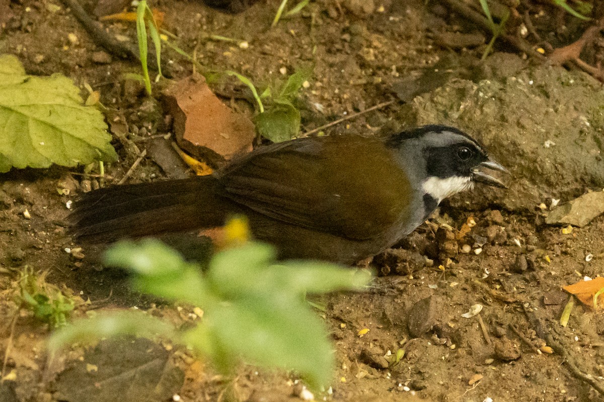 Brustfleck-Buschammer - ML646711667