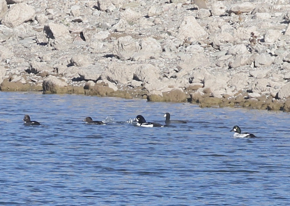 İzlanda Altıngözü - ML646711668