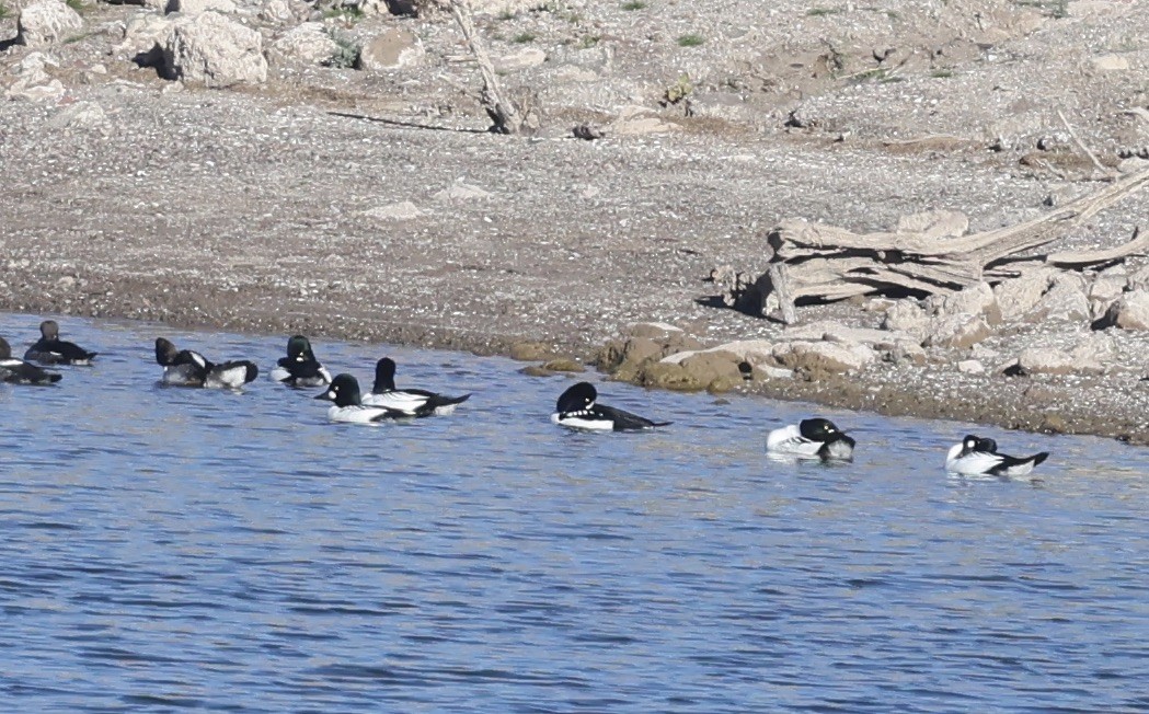 İzlanda Altıngözü - ML646711671