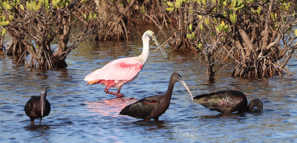 Glossy Ibis - ML646711674