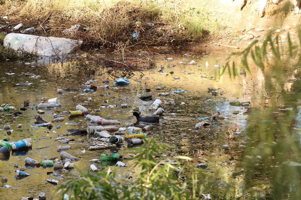 Американская лысуха - ML646711675