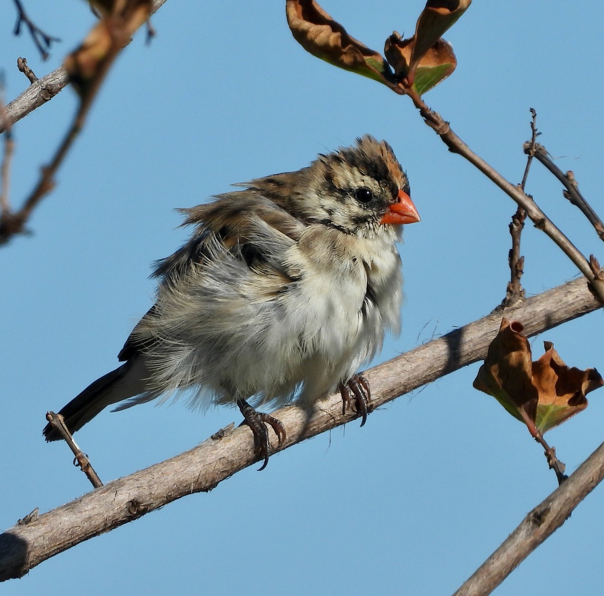 Viuda Colicinta - ML646711676