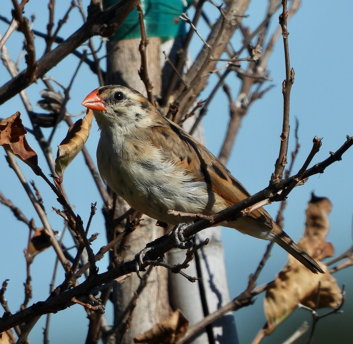 Viuda Colicinta - ML646711678