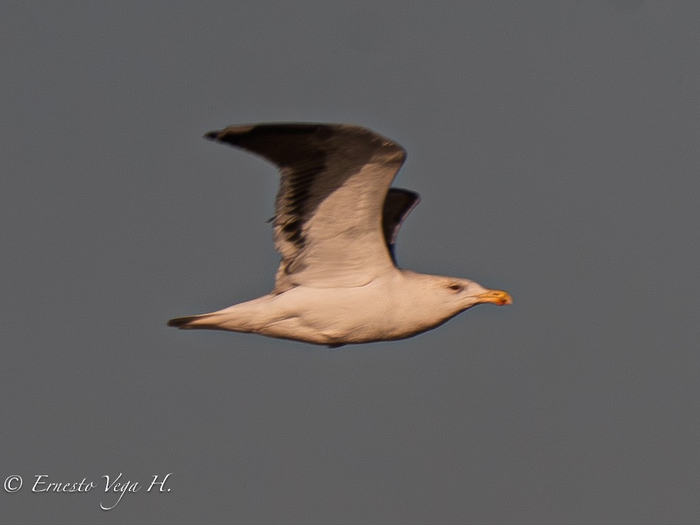 Great Black-backed Gull - ML646711681