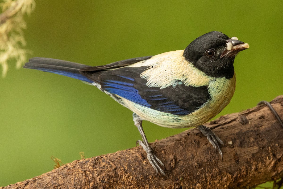 Black-headed Tanager - ML646711687