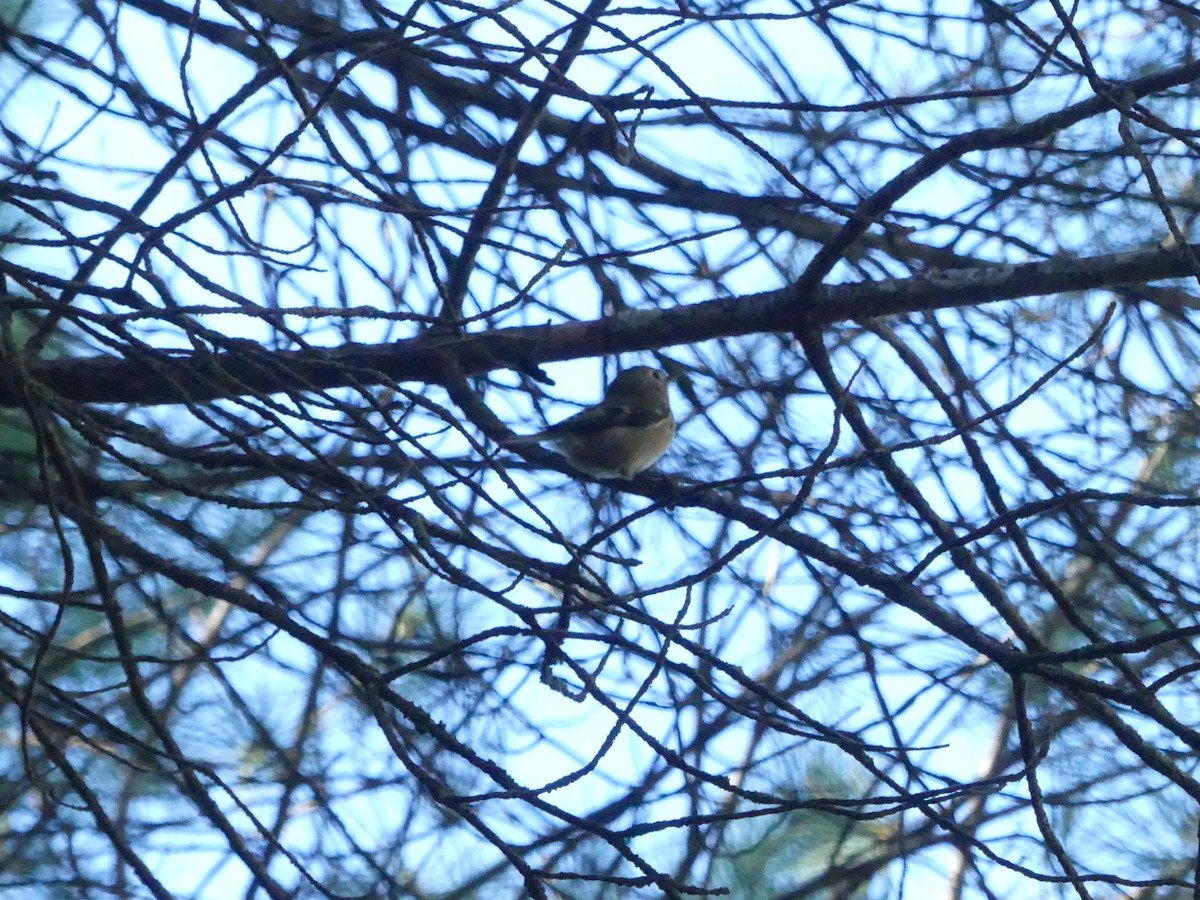 králíček obecný - ML646711694