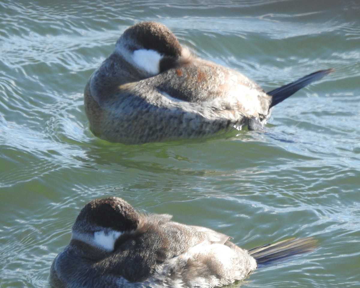 Schwarzkopf-Ruderente - ML646711695