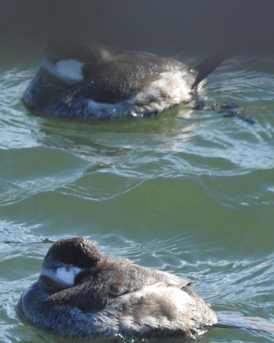 Schwarzkopf-Ruderente - ML646711696