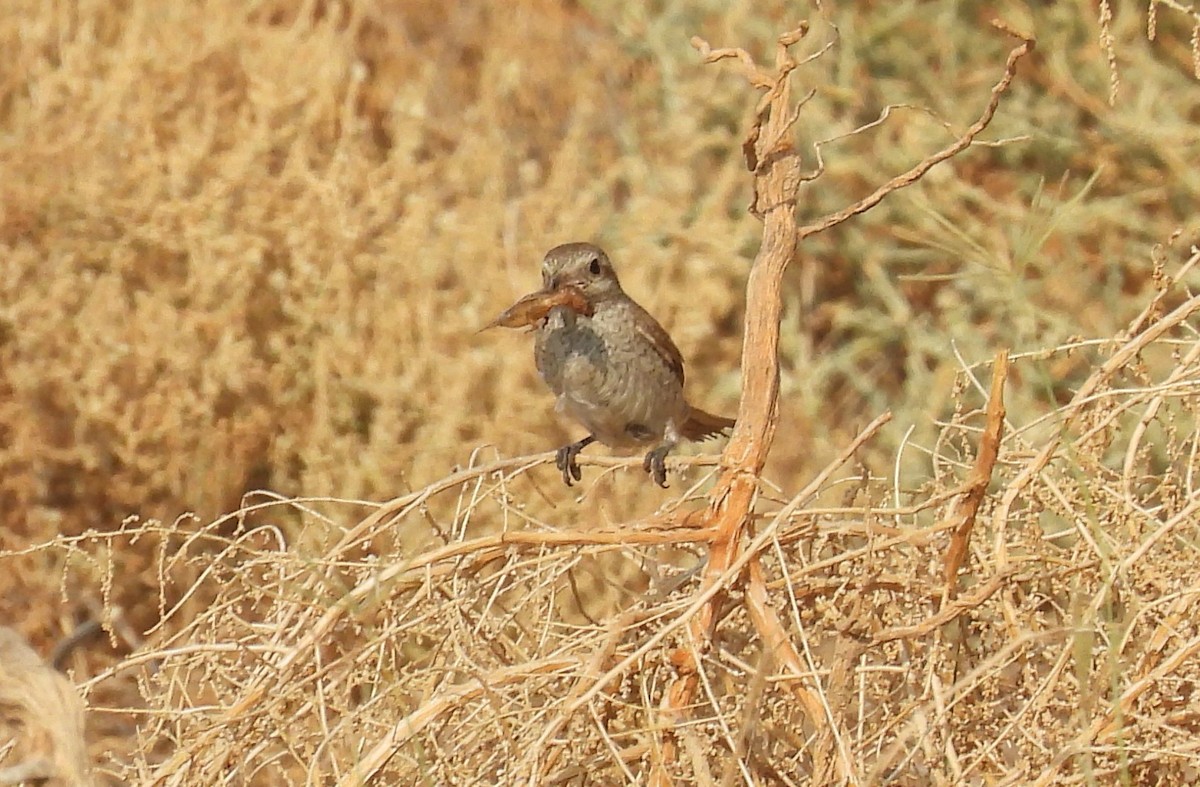 Red-tailed Shrike - ML646711697
