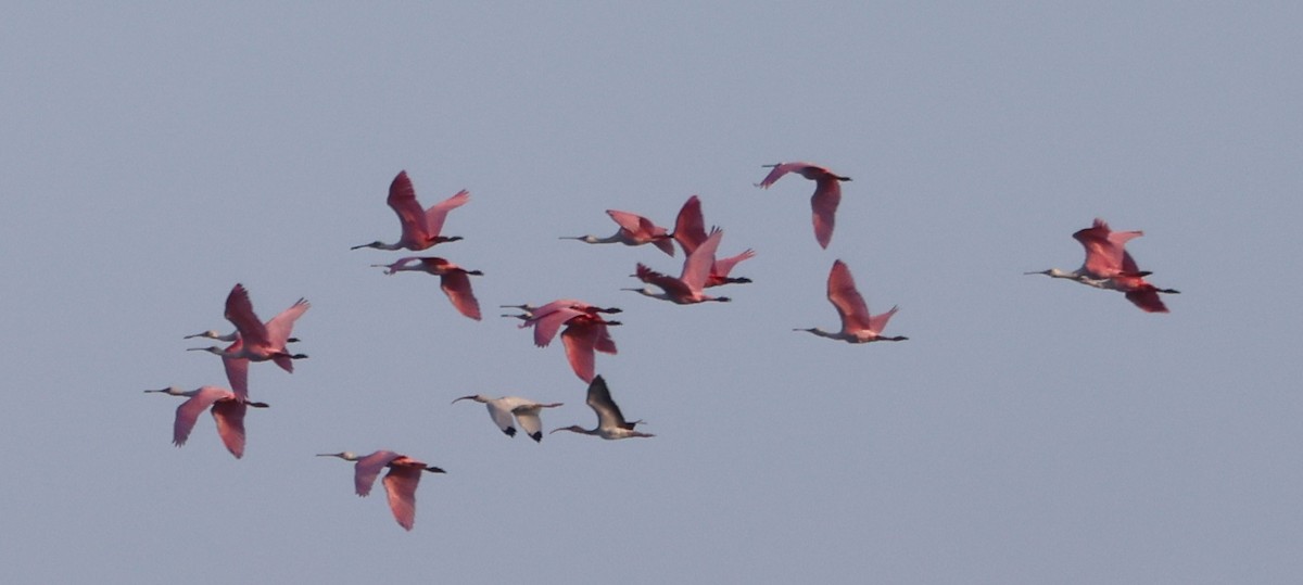 Roseate Spoonbill - ML646711698