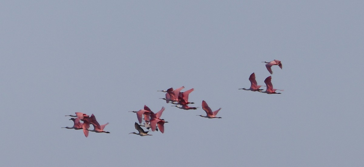 Roseate Spoonbill - ML646711699