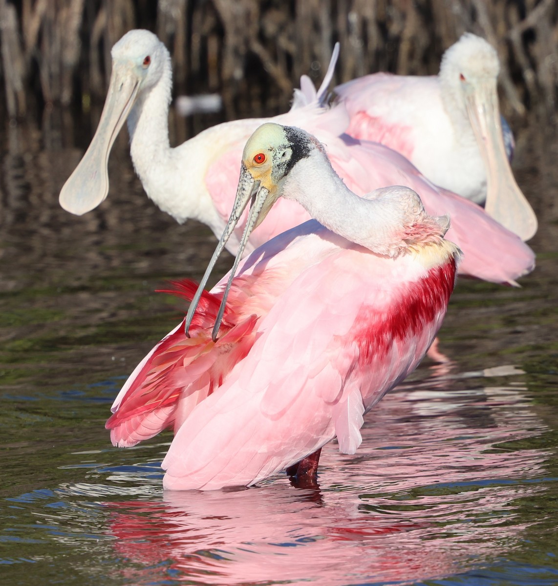 Roseate Spoonbill - ML646711700